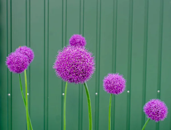 Original Decorative Flowers Floral Arrangements Alium Gigantium Purple Flowers — Stock Photo, Image