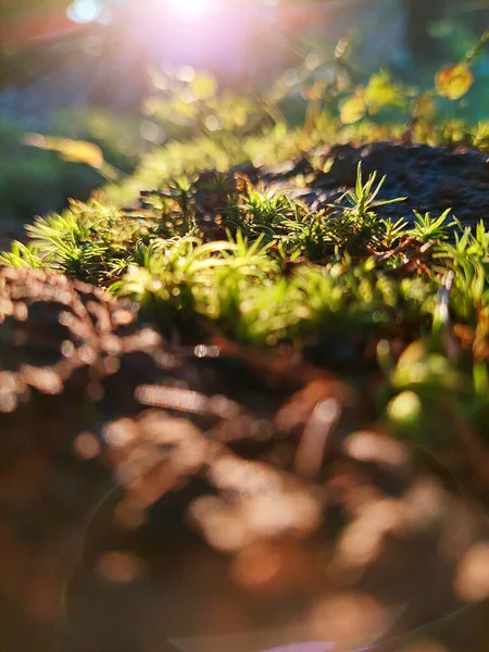 Mistyczne Światło Lesie Zielone Mech Zbliżenie Słońce Kadrze — Zdjęcie stockowe