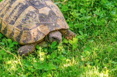 Turtle in grass. Terrestrial spotted brown turtle among green plants in garden.