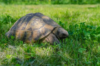 Güneş ışığı altındaki kaplumbağa pençelerini yavaşça yeşil çimlerin üzerinde hareket ettirir. Parlak yaz manzarası.
