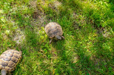 Kaplumbağa çiftliğindeki küçük hayvanlar. Amfibilerin yetiştirilmesi ve bakımı. Benekli kara kaplumbağaları..