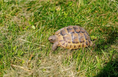 Güneş ışınları kaplumbağayı aydınlatır. Kara kaplumbağası kuru otların arasında. Kaplumbağa doğada.