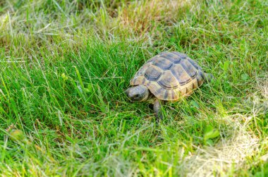Güneş ışığı altındaki kaplumbağa pençelerini yavaşça kuru otların üzerinde hareket ettirir. Parlak yaz manzarası.
