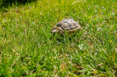 Çimenlikteki kaplumbağa. Bahçedeki yeşil bitkilerin arasında benekli kara kaplumbağası..