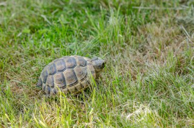 Sunlit tortoise slowly moves its paws on dry grass. Bright summer landscape.