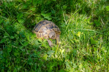 Yeşil bitkiler arasındaki kaplumbağa manzarası. Yunan kaplumbağası yeşil yaprak yer. Kaplumbağaların gıdası.