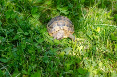 Yeşil bitkiler arasındaki kaplumbağa manzarası. Yunan kaplumbağası yeşil yaprak yer. Kaplumbağaların gıdası.