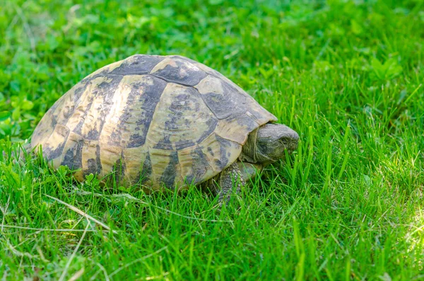 Turtle Grass Terrestrial Spotted Brown Turtle Green Plants Garden Side — 스톡 사진
