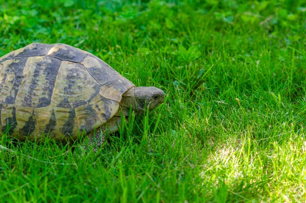 Пятнистая Черепаха Саду Сидит Зеленой Траве Земляная Черепаха — стоковое фото