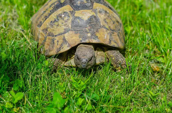 Turtle Grass Terrestrial Spotted Brown Turtle Green Plants Garden — 스톡 사진