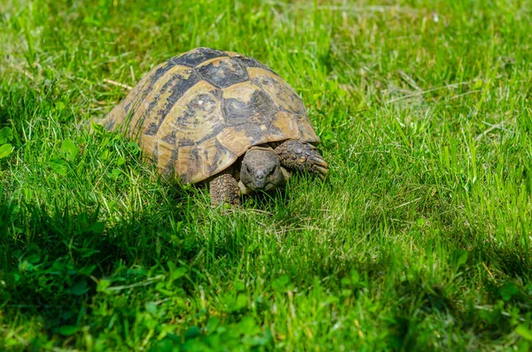 Sunlit Tortoise Slowly Moves Its Paws Green Grass Bright Summer — Stock Photo, Image