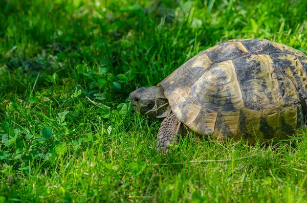 Turtle Grass Terrestrial Spotted Brown Turtle Green Plants Garden — Stockfoto