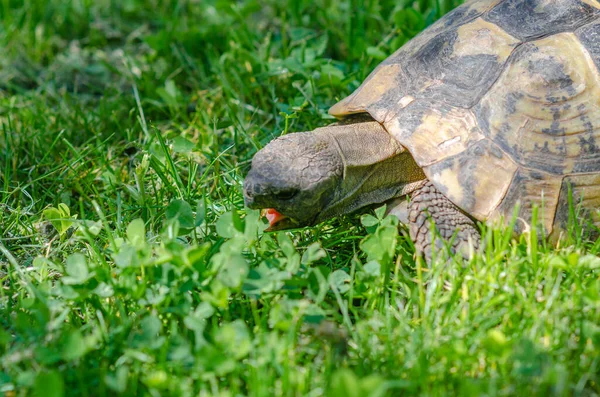 Turtle Head Close Open Mouth Green Grass Background Turtle Eats — 스톡 사진