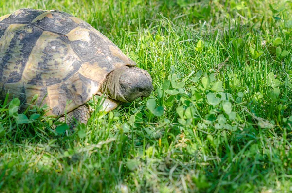 거북은 거북은 정원에서 먹는다 — 스톡 사진