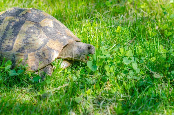 거북은 잔디를 배경으로 벌리고 가까이 거북은 정원에서 먹는다 — 스톡 사진