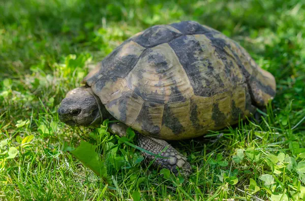 Spotted Brown Tortoise Shell Close Turtles Park Summer Bright Landscape — Stock fotografie