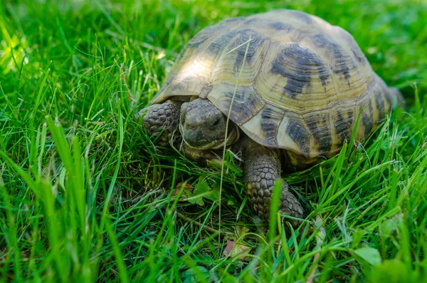 Turtle Close Green Grass Background Turtle Garden — Fotografia de Stock