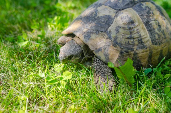 Spotted Brown Tortoise Shell Close Turtles Park Summer Bright Landscape — Stockfoto