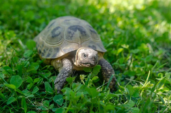 在花园里晒黑的乌龟坐在绿草上 一只陆龟四 后续行动 — 图库照片