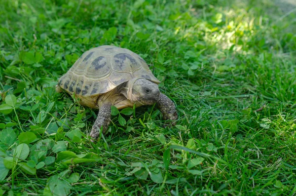 Żółw Trawie Żółw Brunatny Wśród Zielonych Roślin Ogrodzie — Zdjęcie stockowe