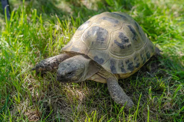 Land Small Turtle Mown Dry Grass Turtle Nature — 스톡 사진