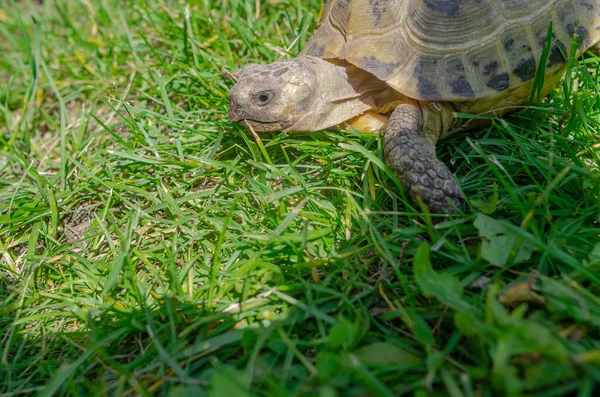 Turtle Head Close Sunlit Turtle Garden Sitting Green Grass Land — Stockfoto