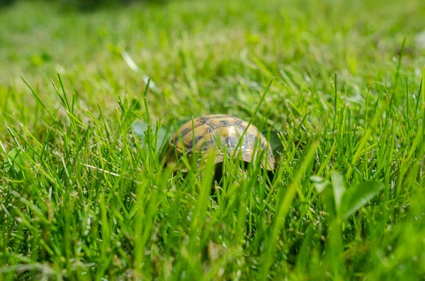 Shell Tiny Turtle Green Grass Turtle Hid Her Hut —  Fotos de Stock