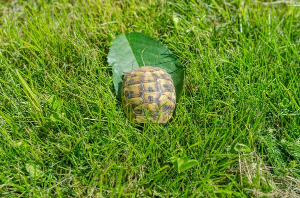 Shell Tiny Turtle Green Leaf Grass Garden Turtle Hid Her — Fotografia de Stock