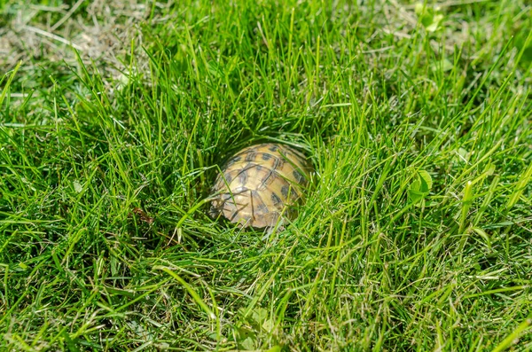 Shell Tiny Turtle Green Grass Turtle Hid Her Hut — Fotografia de Stock