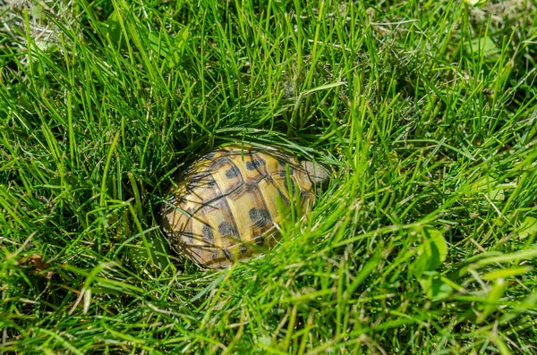 Turtle Grass Terrestrial Spotted Brown Turtle Green Plants Garden — Stock Photo, Image