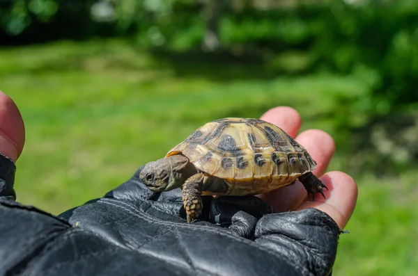 Male Hand Black Glove Holds Tiny Turtle Growing Turtles Home — Stockfoto