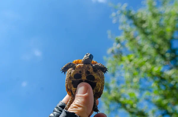 Winzige Babyschildkröte Männlichen Fingern Vor Blauem Himmel Pflege Von Schildkröten — Stockfoto