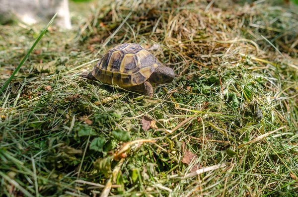 Land Small Turtle Mown Dry Grass Turtle Nature Selective Focus —  Fotos de Stock