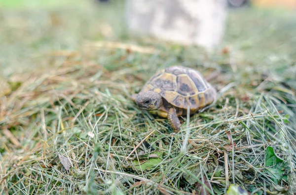 Land Kleine Schildkröte Zwischen Gemähtem Trockenem Gras Schildkröte Der Natur — Stockfoto