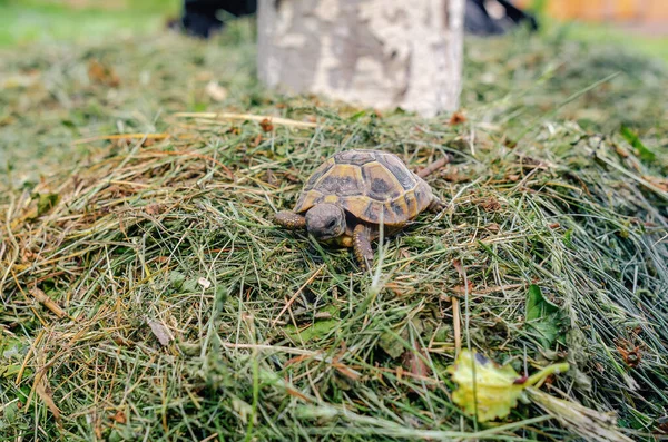 Land Small Turtle Mown Dry Grass Turtle Nature Selective Focus — Fotografia de Stock