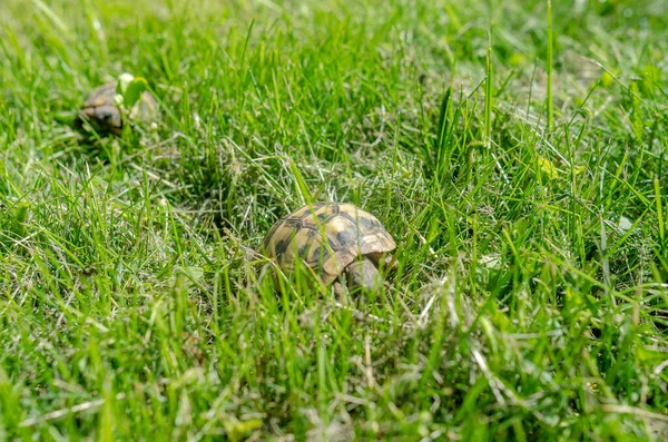 Little Pets Turtle Farm Breeding Care Amphibians Spotted Land Turtles —  Fotos de Stock