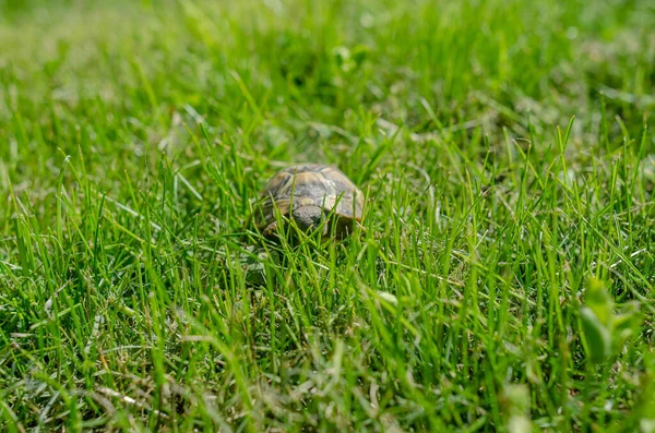 Želva Trávě Pozemní Skvrnitá Hnědá Želva Mezi Zelenými Rostlinami Zahradě — Stock fotografie
