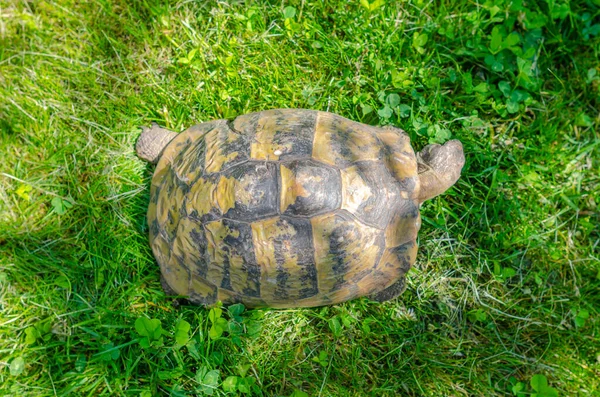 Top View Turtle Grass Terrestrial Spotted Brown Turtle Green Plants — Foto Stock