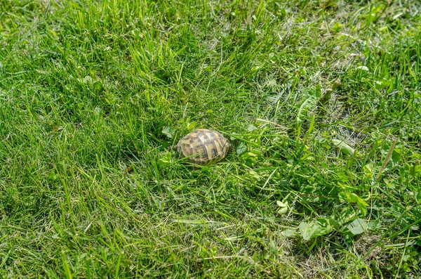 Shell Tiny Turtle Green Grass Turtle Hid Her Hut — Stockfoto