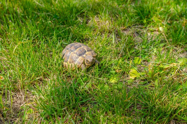 Sunlit Tortoise Slowly Moves Its Paws Green Grass Bright Summer — Foto de Stock