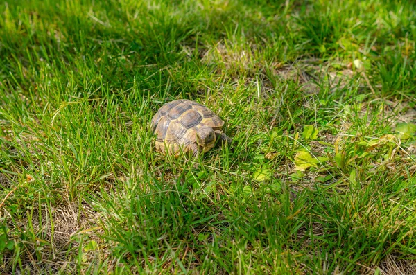 Sunlit Tortoise Slowly Moves Its Paws Green Grass Bright Summer — Fotografia de Stock