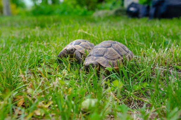 Turtles Mating Season Male Female Two Turtles Bright Green Lawn — Stok fotoğraf