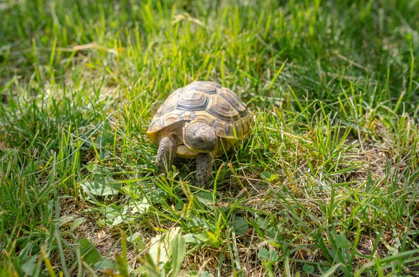 Sunlit Turtle Garden Sitting Green Grass Land Turtle — Fotografia de Stock