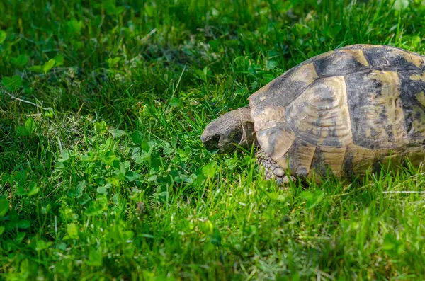 Turtle Grass Eats Green Leaf Terrestrial Spotted Brown Turtle Green — Fotografia de Stock