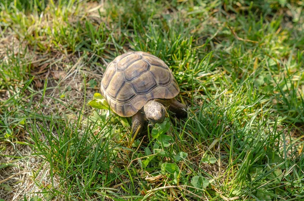 Turtle Eats Green Leaf Turtle Grass Terrestrial Spotted Brown Turtle - Stock-foto