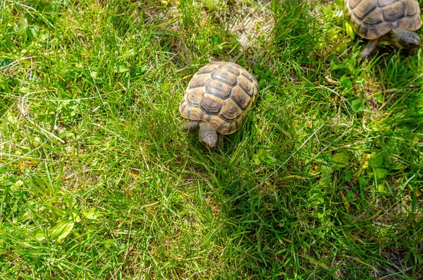 Little Pets Turtle Farm Breeding Care Amphibians Spotted Land Turtles — Stockfoto