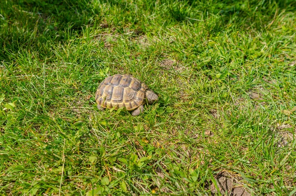 Spotted Brown Tortoise Turtles Park Summer Bright Landscape — Stockfoto
