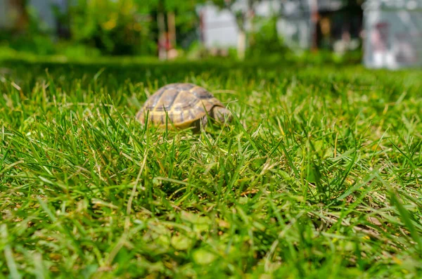Spotted Brown Tortoise Turtles Park Summer Bright Landscape Selective Focus — Stockfoto