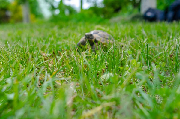 Spotted Brown Tortoise Turtles Park Summer Bright Landscape Selective Focus — Stock Photo, Image