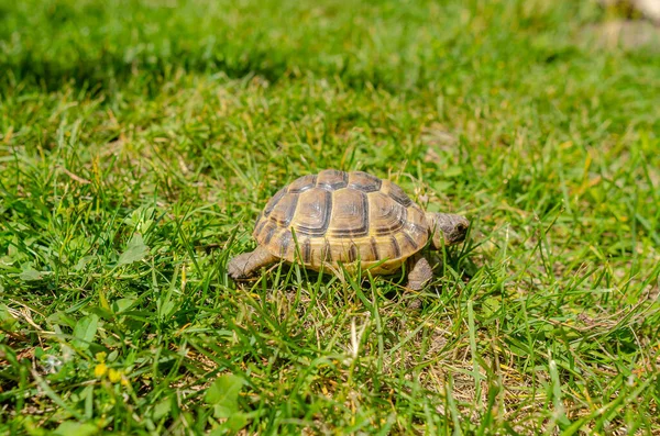 Sunlit Tortoise Slowly Moves Its Paws Green Grass Bright Summer — Stock Photo, Image